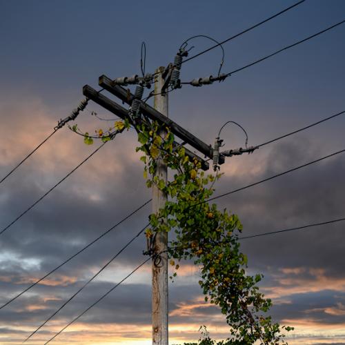 Overgrown power lines at sunset