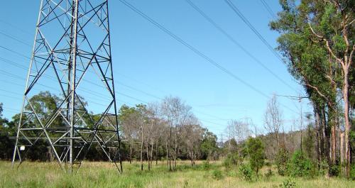 Transmission Line with Vegetation