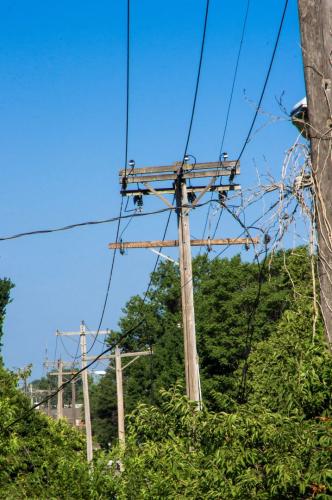 Vegetation Management Distribution Pole