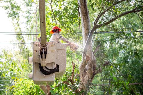 Vegetation Management Cutback Saw