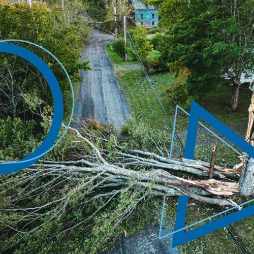 Tree fallen on an electricity line